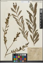 Foto von Salix purpurea L.